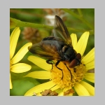 Phasia hemiptera - Raupenfliege m01.jpg